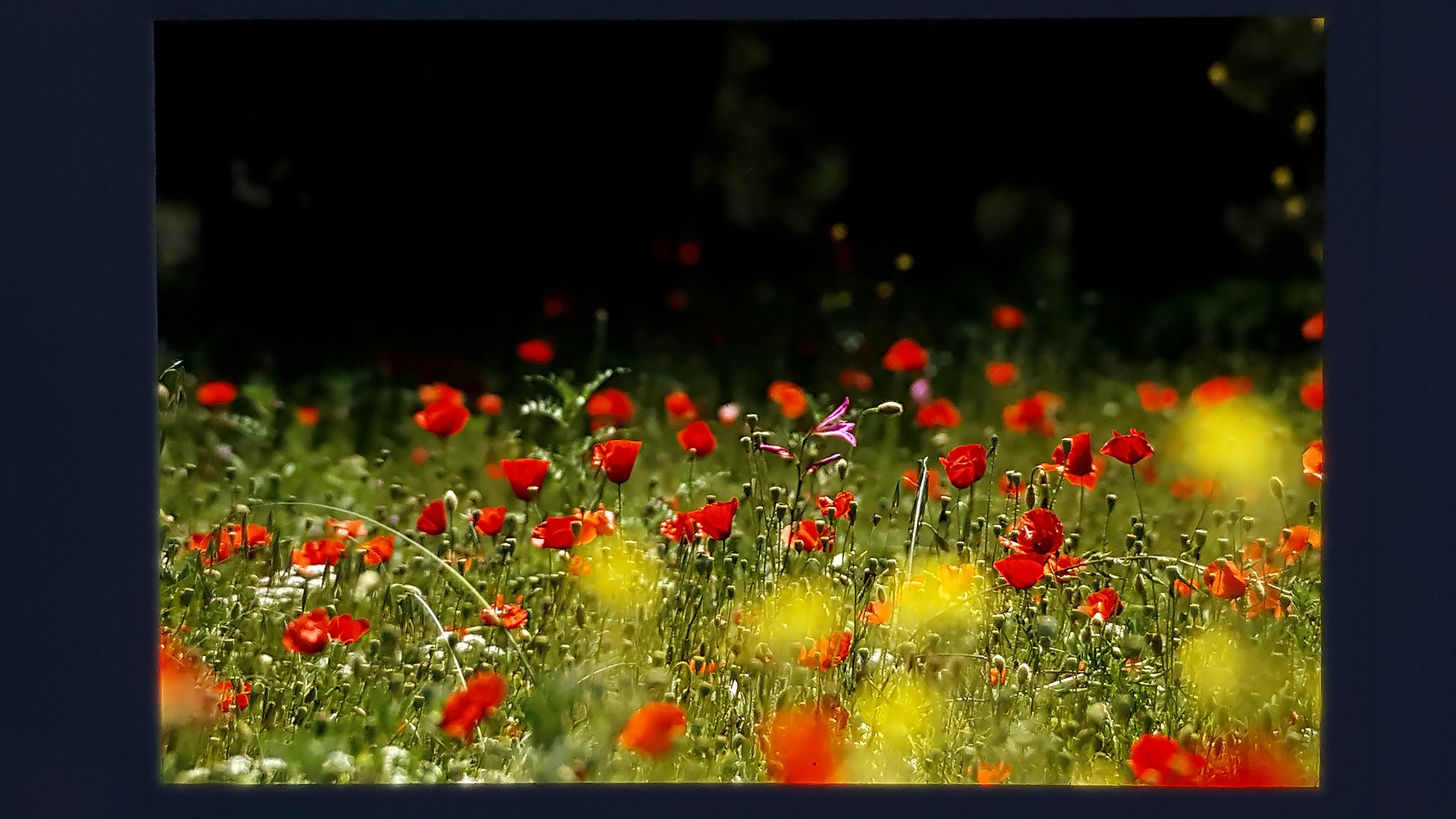 01 Nikon Film Slides Flowers 3