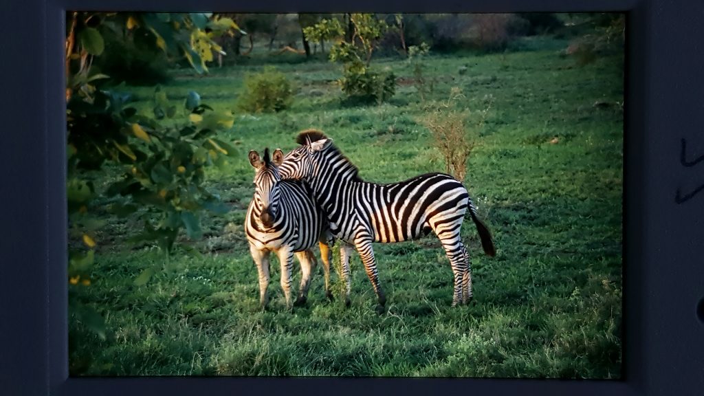 Nikon Film Slides Wild Animals Africa 1 1