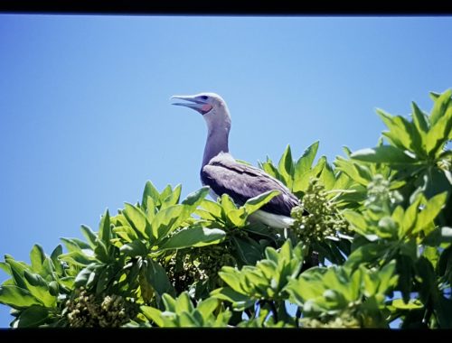 Red footed Booby scaled