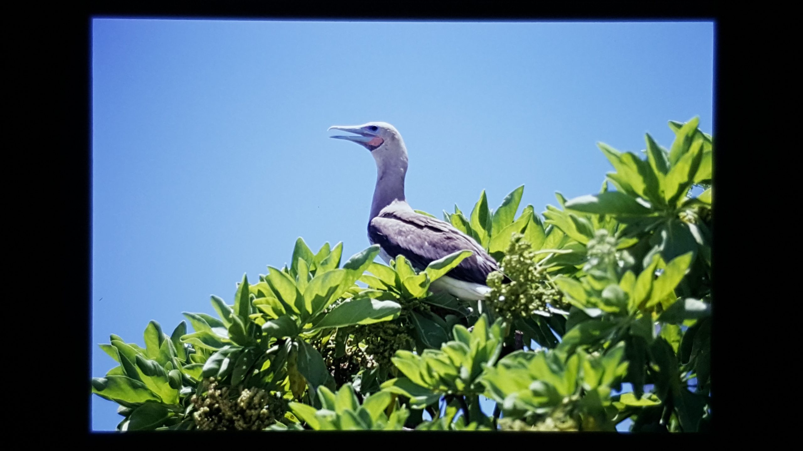 Red footed Booby scaled