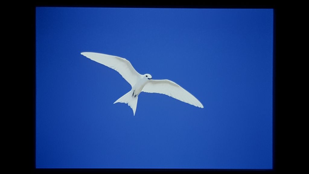 White Tern scaled