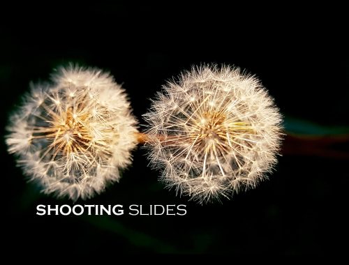 Slides-Nikon-Film-Slides-main