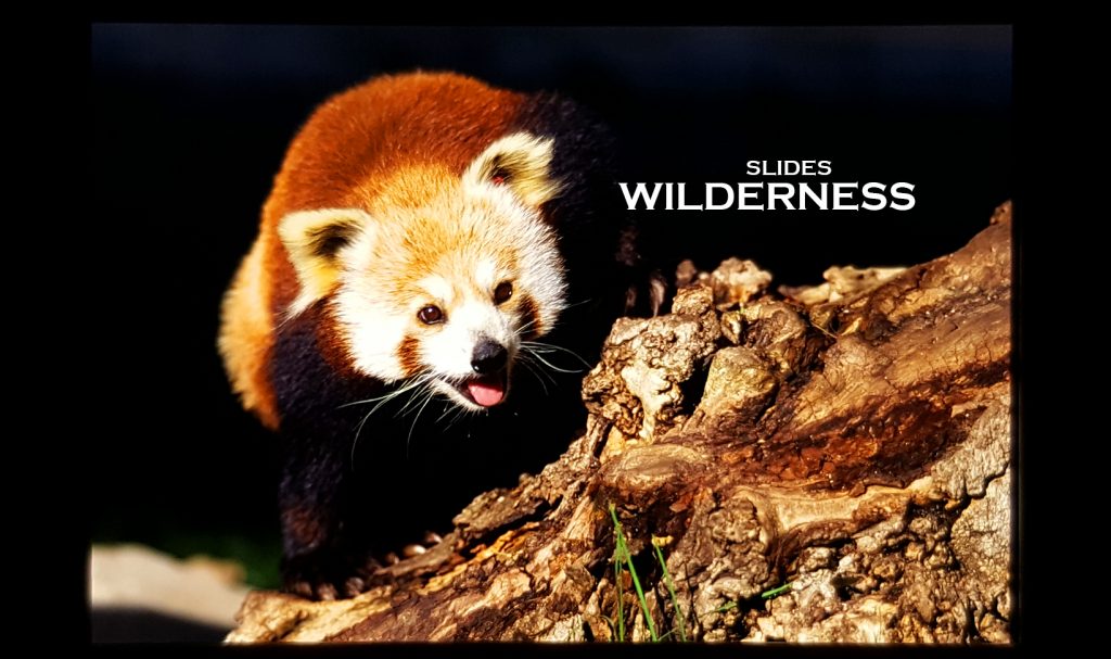 Wilderness-Nikon-Film-Slides-main-photo
